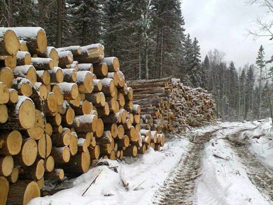 Использование лесов осуществляется