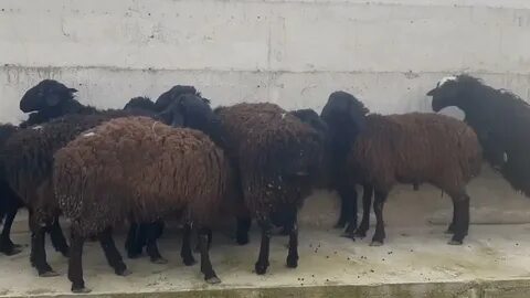 Баран видео