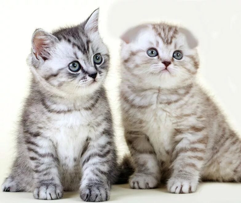 Британский и шотландский кот. Британские и шотландские котята. шот ланды котята британцы. котёнок британец шатландец. котенок шотландка и британка.