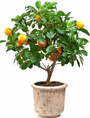 Miniature Fruit Trees in 2020 Indoor fruit trees, Lemon tree from seed, Miniatur
