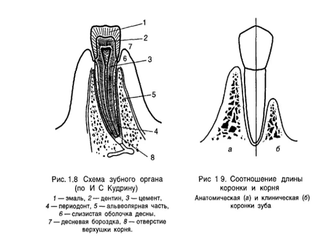 Схема строения зуба анатомия. Схема зубного органа привес. Клиническое и Анатомическое строение зуба. Схема анатомического строения зуба.