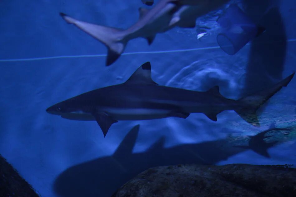 книга акула. акула виды акул. Tiburon рыба. акула какой автор. акулы книга энциклопедия.