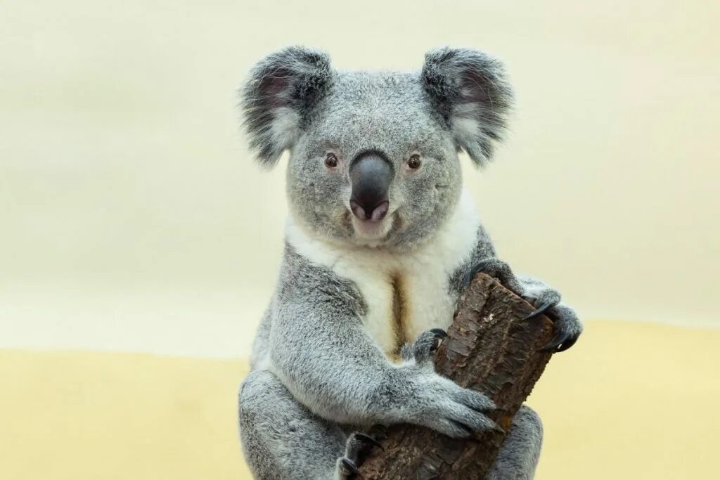 Факты о коалах. Сумчатый медведь коала обитает. Коала в Африке. Коала эвкалиптовый мишка. Коала необычная.
