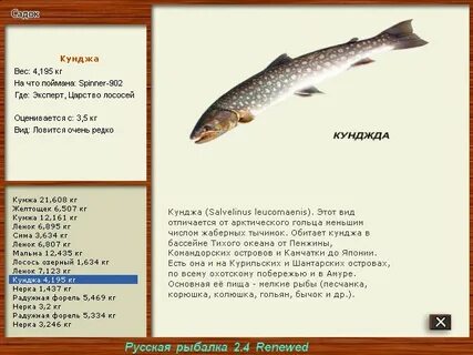 Рыба кунджа описание