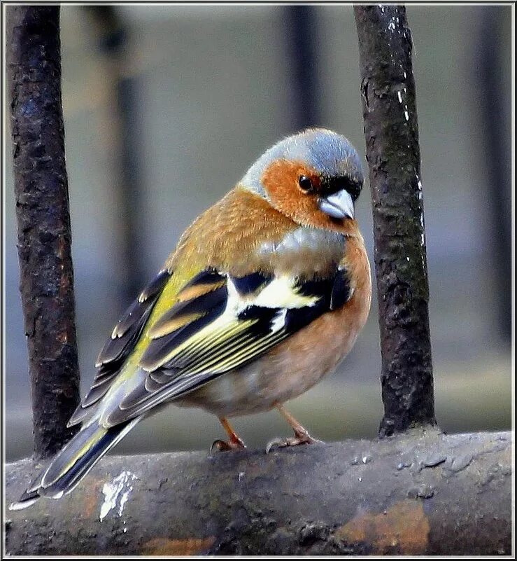 чиж щегол зяблик. щегол соловей. черноголовый щегол. зяблик щегол. копетдагский зяблик.