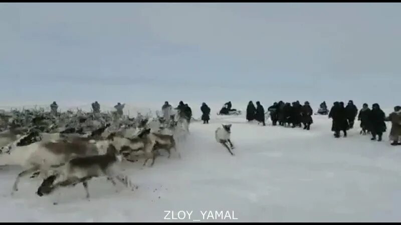 Хоровод оленей. Хоровод оленей фото. Олени водят хоровод. Олени Ямала новый Уренгой.