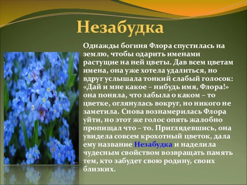 Незабудка рассказ. Описание цветка. Легенда о незабудке для детей. Описание цветов. Легенды о цветах.