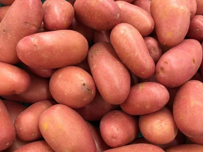 Сроки созревания картофеля ред скарлет. Сорт картофеля розара. ред скарлетт сорт картофеля. сорт картофеля берлинка. сорт картофеля рейнбоу.