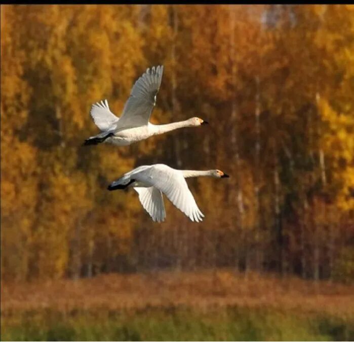 стая птиц. летят журавли осенью. летят журавли осенью. журавлиный клин осенью. перелетные птицы улетают на юг.