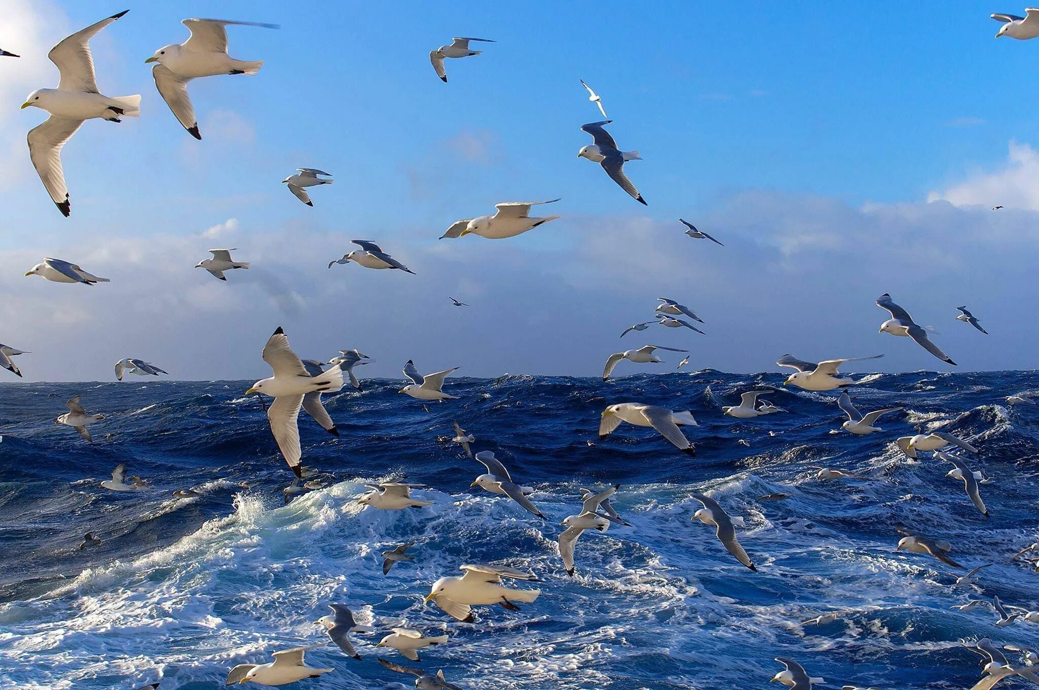 Чайки над морем. Птицы над океаном. Птицы над морем. Стая птиц.