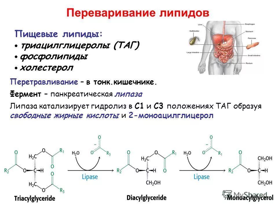 Ферменты расщепления липидов