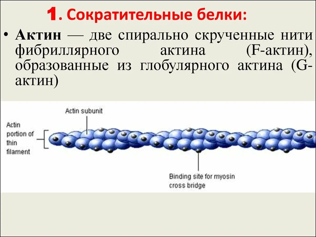 Нити актина. Строение сократительных белков. Сократительные белки актин и миозин. Характеристика сократительных белков в мышце. Функции сократительных белков актина и миозина.