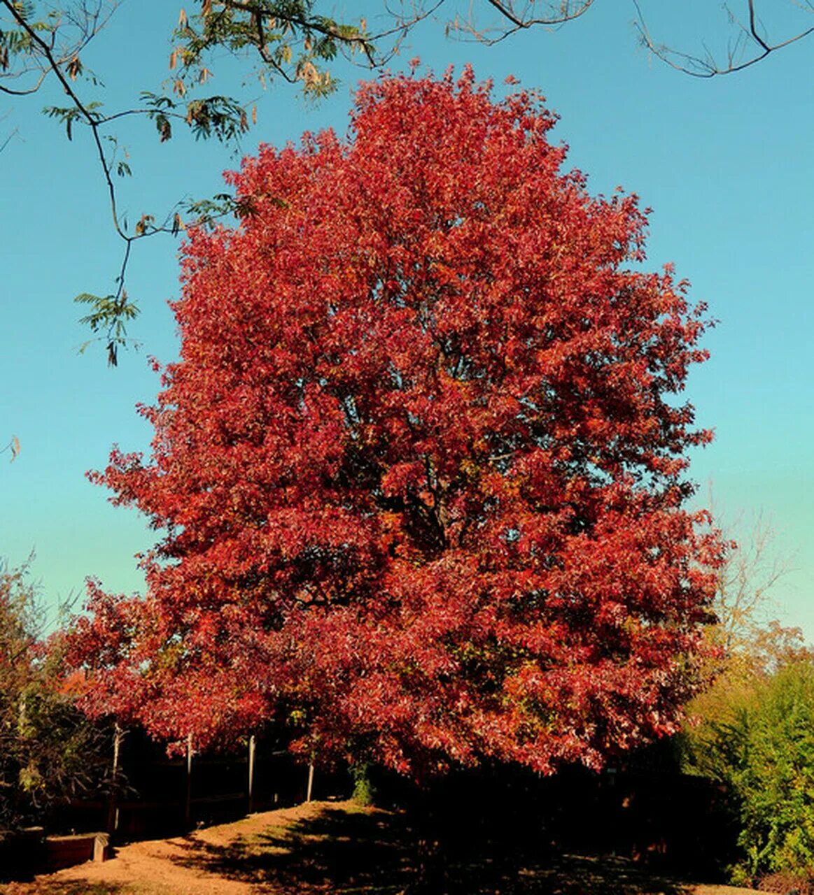 Дуб красный Quercus rubra. Дуб красный, Северный Quercus rubra. Дуб красный Ауреа. Дуб канадский краснолистный. Красно черешчатый дуб