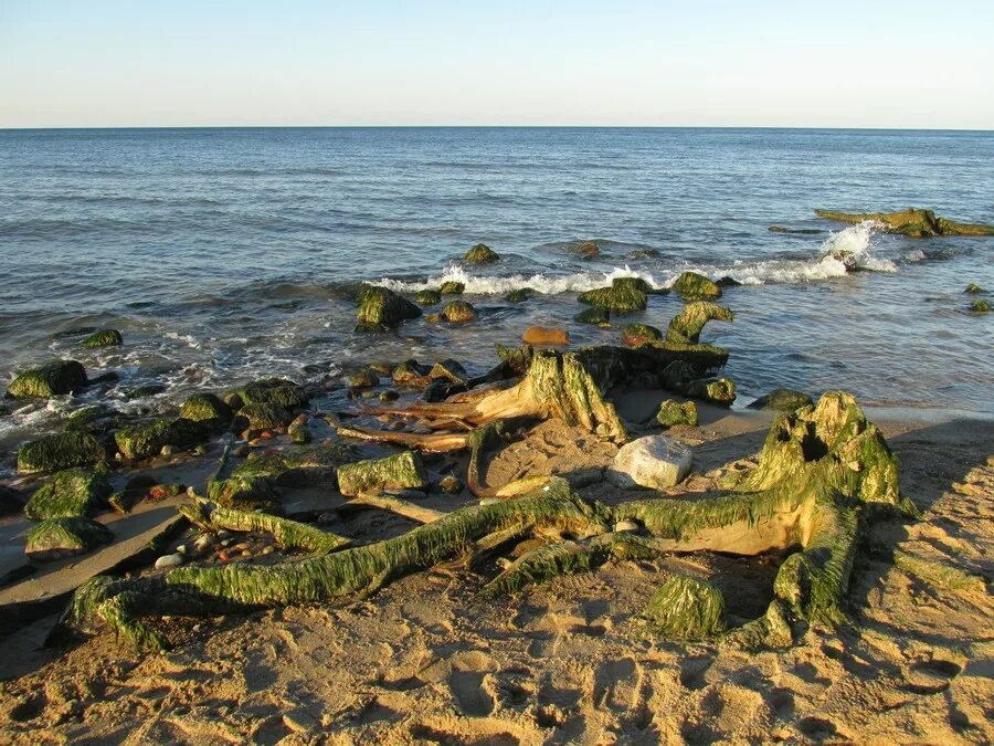 Температура воды в балтийском море зеленоградск. Балтийское море Зеленоградск. Кранц пляж Зеленоградск. Отель Балтийское море Зеленоградск. Пеньки в море Балтийском.