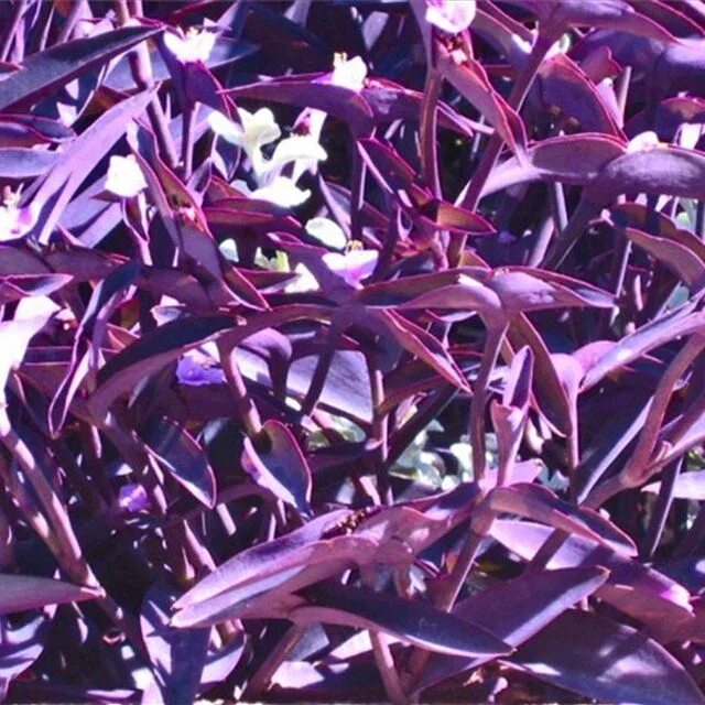 Темно фиолетовые листья растение. Традесканция Пурпл Харт. Традесканция гинура. Традесканция Паллида Пурпуреа. Традесканция перпл Харт.