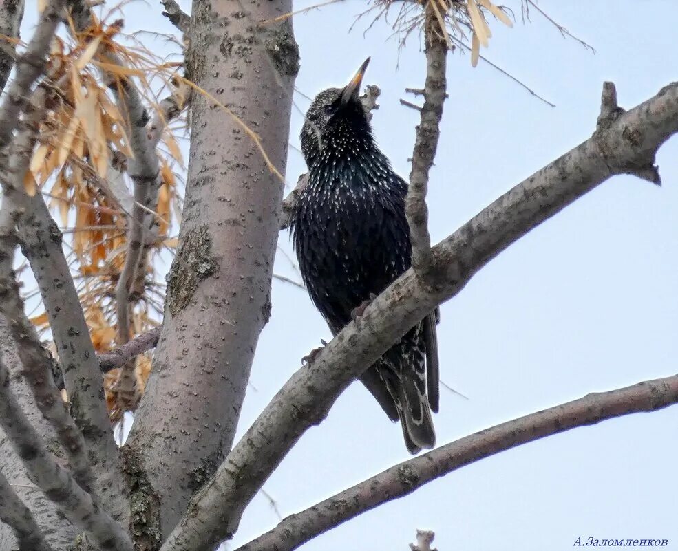 скворец. весенний скворец. капский скворец. обыкновенный скворец скворцов. скворцы автор.