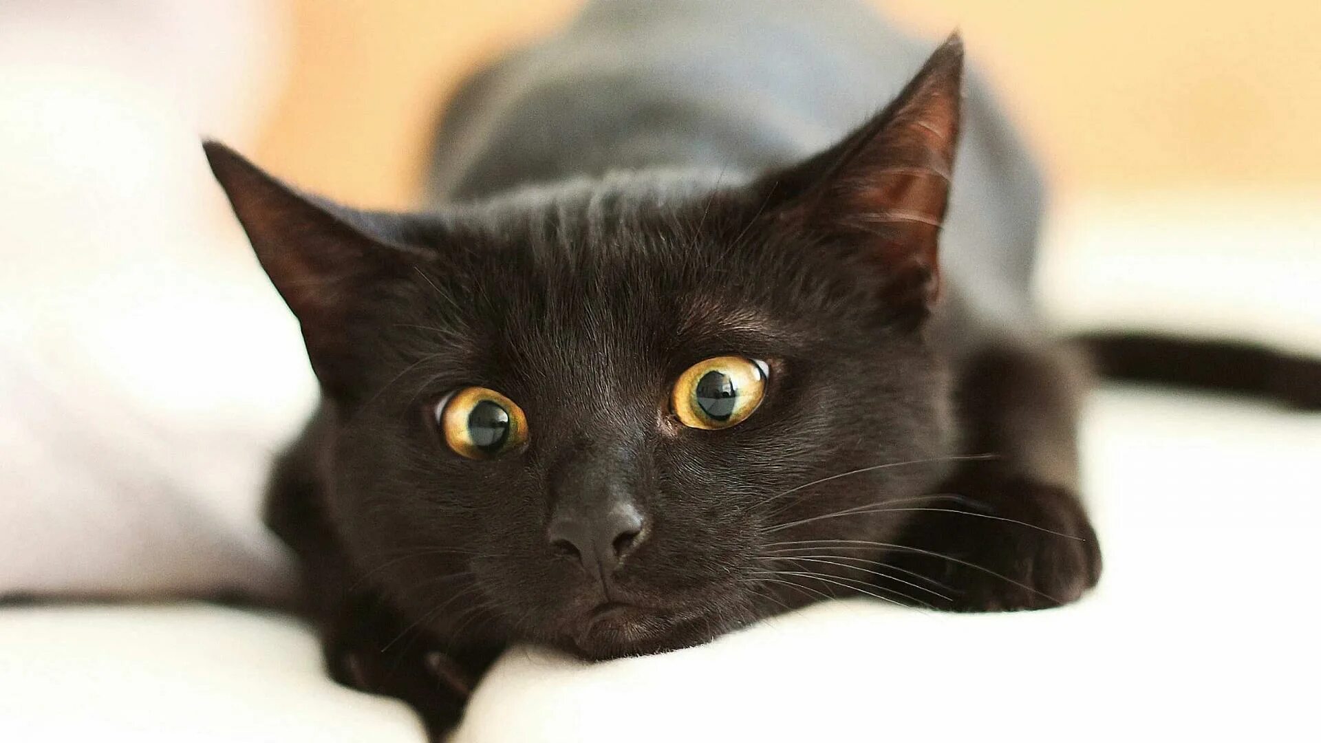 Черные котята во сне к чему снятся. Бомбейская кошка черно белая. Британская Бомбейская кошка. Бомбейская кошка морда. Бомбейская кошка черная с желтыми глазами.