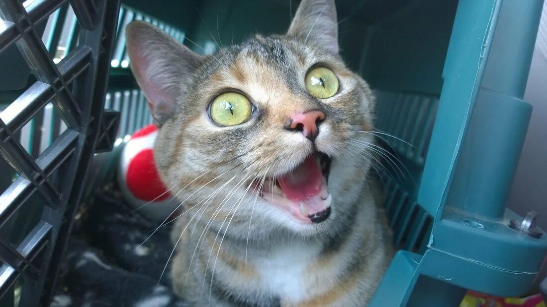 Кот удивление. Кот удивляется. Кот в шоке. Удивленный котэ. Кот открывает рот.