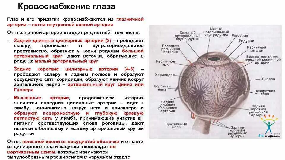 Фиброзная оболочка строение и функции. Кровоснабжение глазного яблока и его придаточного аппарата. Кровоснабжение глазного яблока артерии. Мышечный аппарат глаза кровоснабжение и иннервация. Наружные мышцы глазного яблока кровоснабжение.