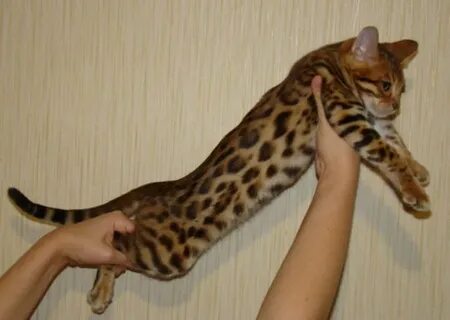 Вес бенгальского котенка