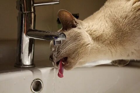 Кот пьет воду и не ест