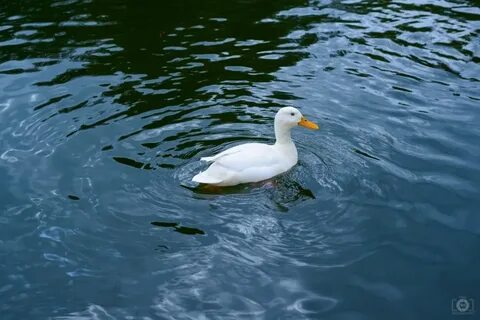 Duck s