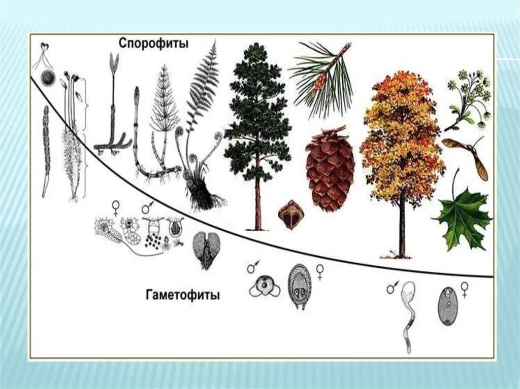 Эволюция растений поколение спорофит. Жизненные циклы растений гаметофит и спорофит. Спорофит гаметофит схема. Гаметофит хвойных. Гаметофит где