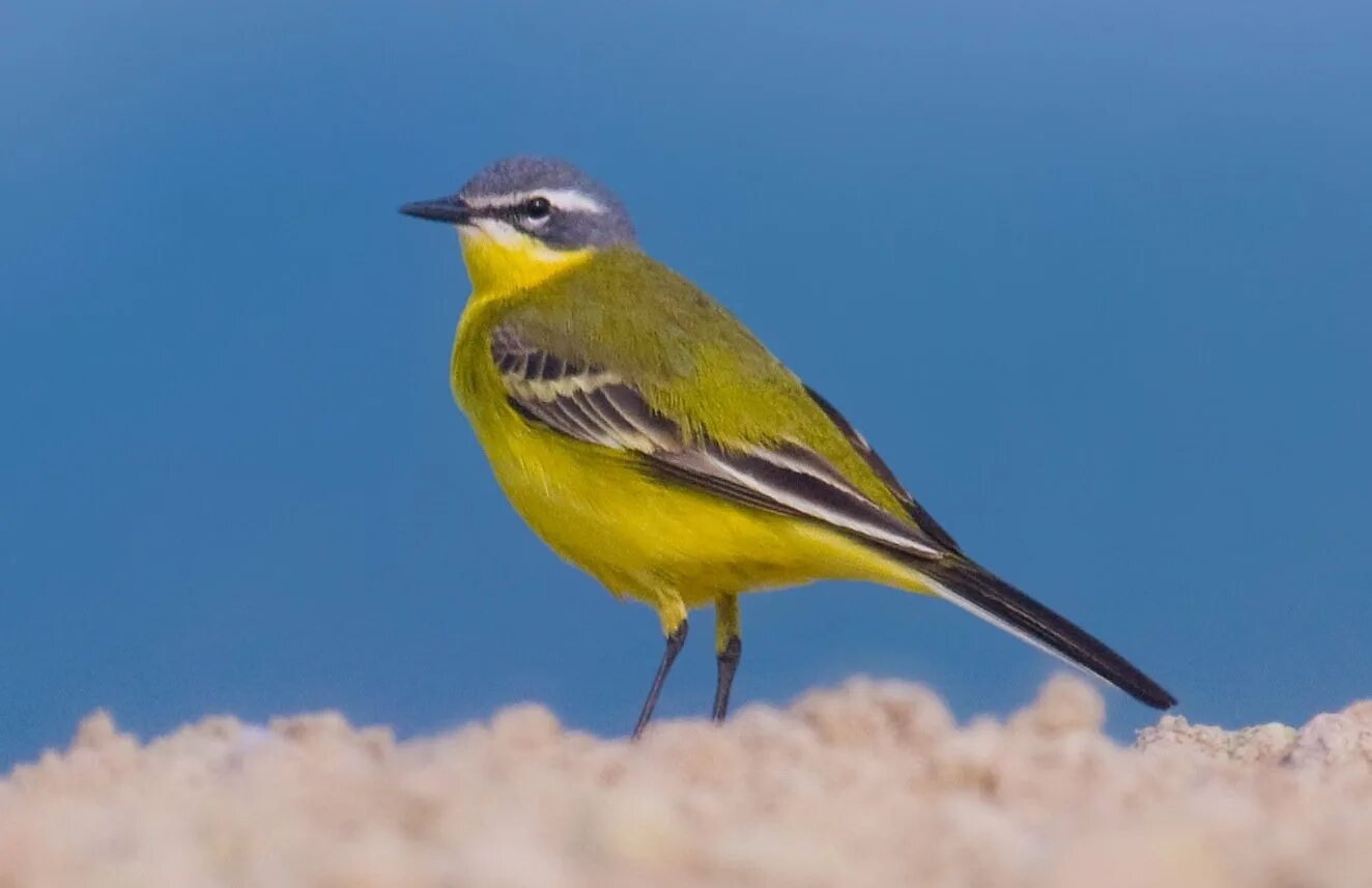 Воробьиные сканворд. Птичка Пичуга. Плиска Болгария. Motacilla Maderaspatensis. Пичуга обыкновенная.