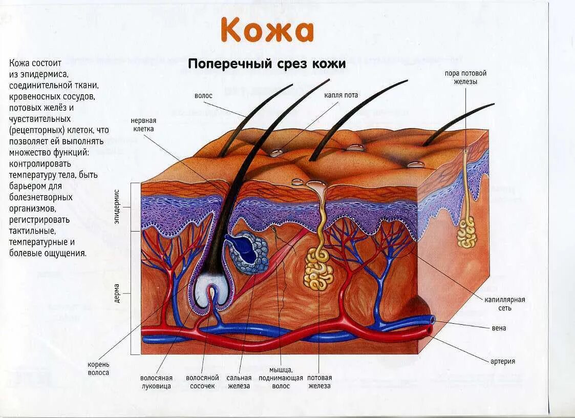 Сальные и потовые железы являются. Схема строения кожи структура. Строение кожи. Анатомическая структура кожи. Структура волоса кожи.