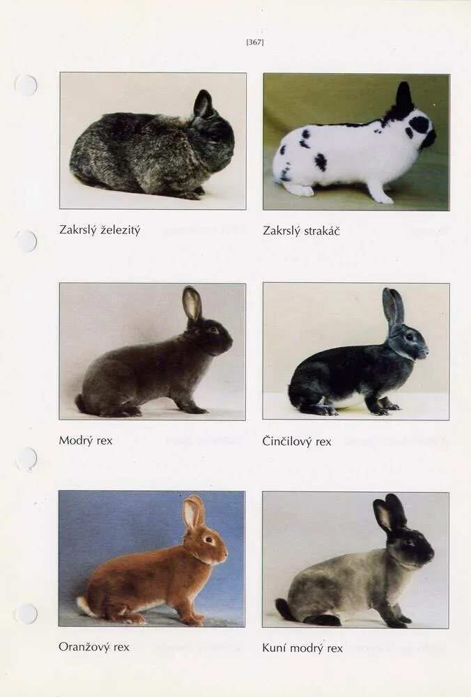 Какие породы домашних. Карликовые кролики породы и название. Кролики мясных пород названия. Породы кроликов с фотографиями. Породы домашних кроликов названия.