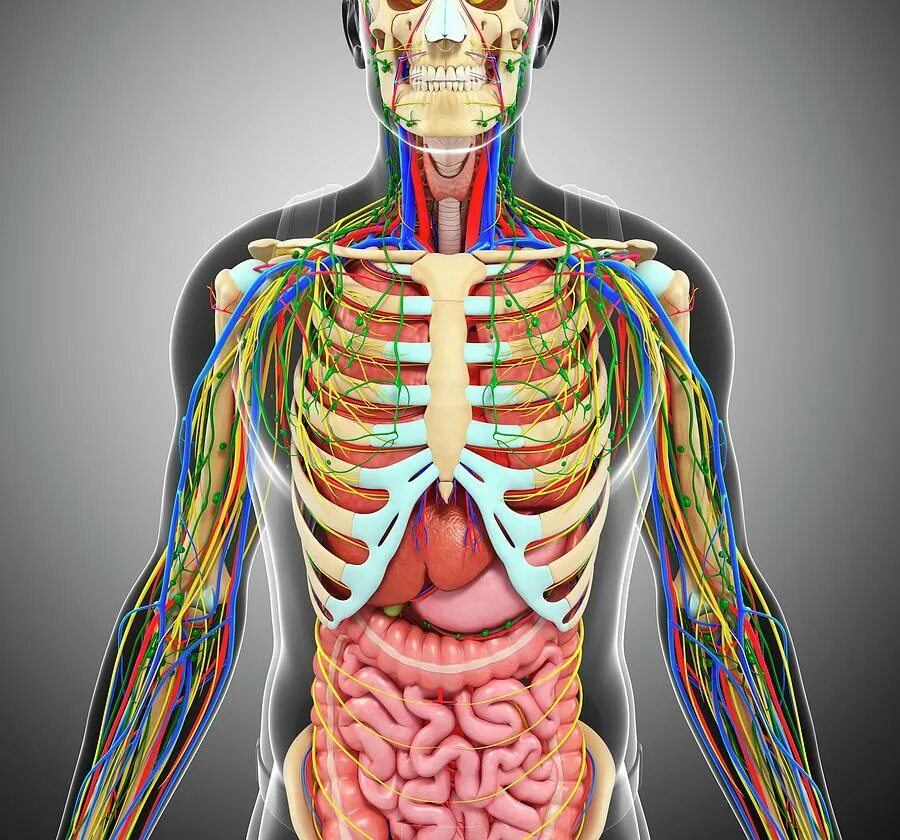 строение брюшной полости человека схема. строение человека ребра органы. расположение сердца и легких. строение внутренних органов человека брюшная полость. грудная клетка органы грудной клетки.