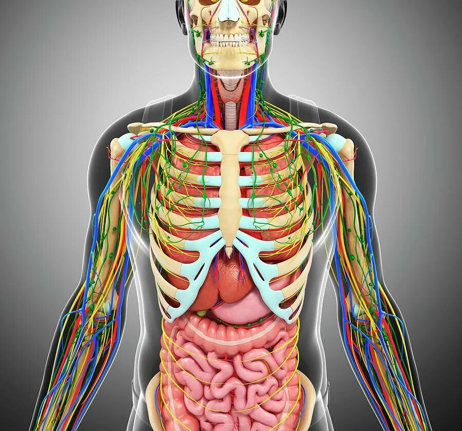 Анатомия внутренних органов с ребрами. Скелет человека с внутренними органами. Анатомия человека органы с ребрами.
