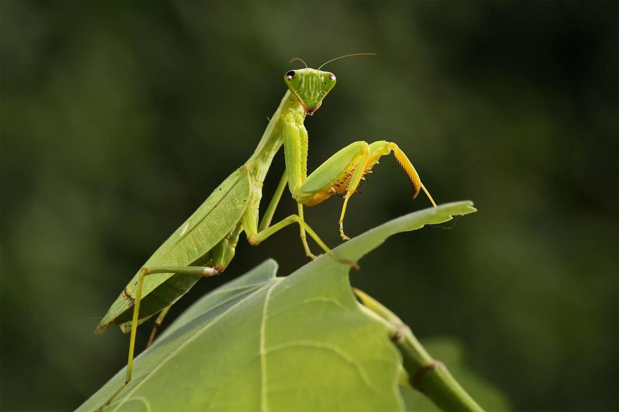 Ischnomantis Gigas богомол. Богомолы Мантис зелёный. Богомол обыкновенный (Mantis religiosa). Богомол Mantis religiosa самка.