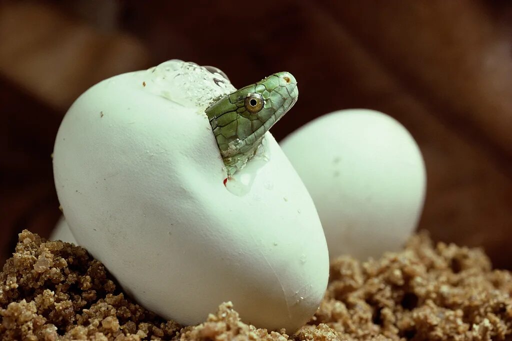 утконос детеныш вылупляется. утконос вылупляется из яйца. какие животные появляются из яиц. животные которые появляются из яиц. какие животные появляются из яиц.