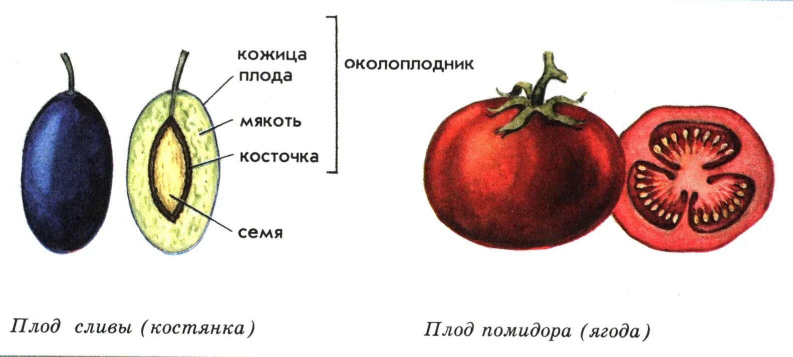 Строение семени томата. Строение плода томата. Строение ягодовидного плода. Внутреннее строение плода томата.