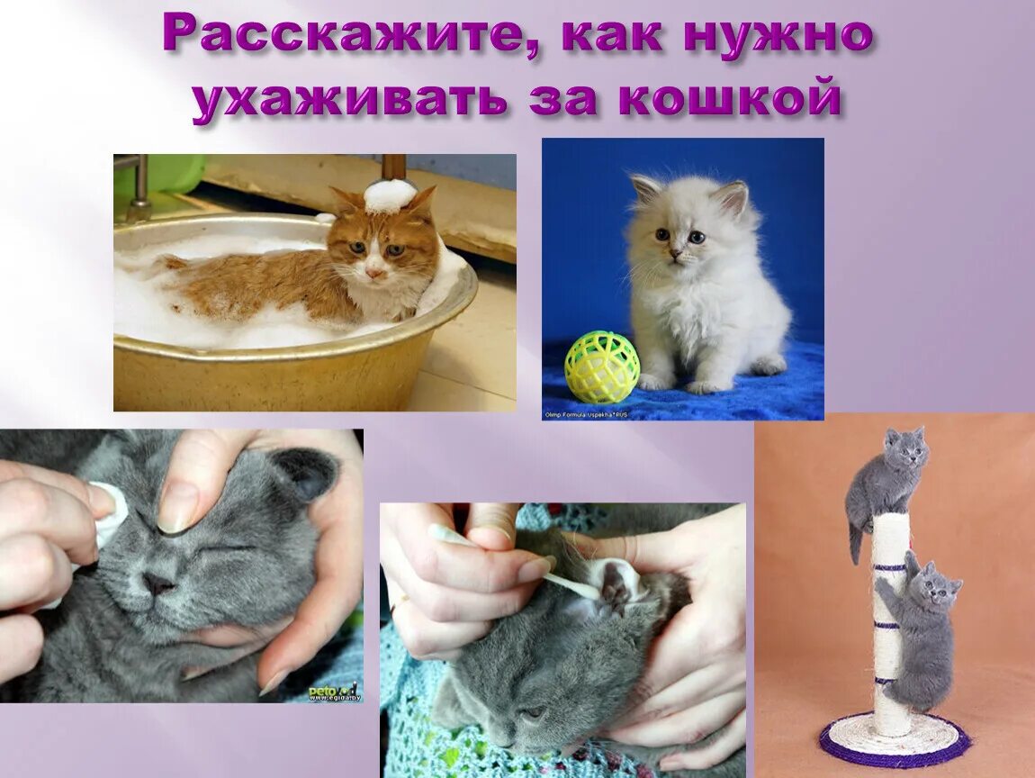 Доклад уход за кожей. Правила ухода за кожей. Сообщение как ухаживать за кожей. Высказывания мужчин о женщинах в картинках. Как ухаживать за кошками для детей.