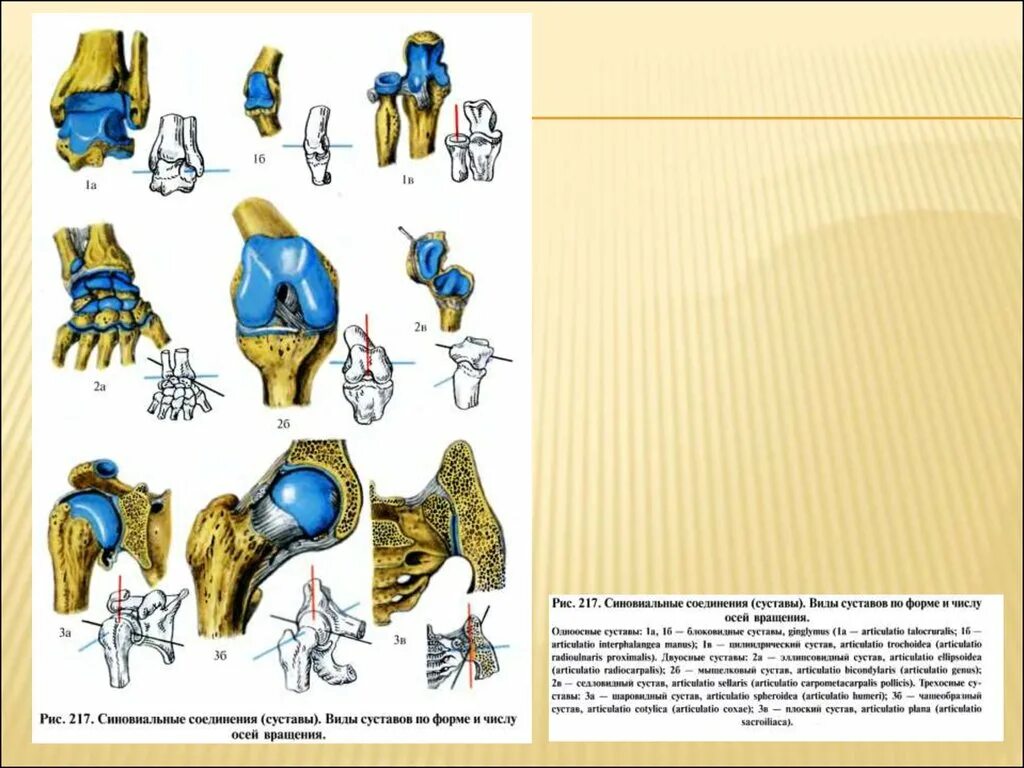 Классификация соединений артрология. Соединение суставов. Виды соединения суставов. Видяюы соединения суставов.