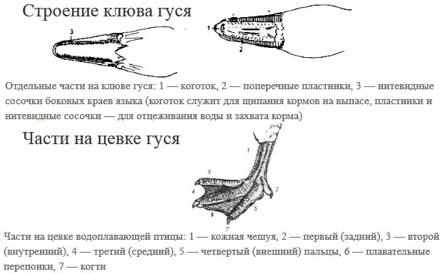 Гадание на гусиной лапе. Строение клюва утки. Строение клюва гусеобразных. Утка строение клюва. Строение клюва кряква.