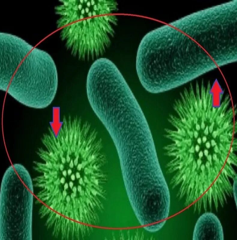 Пересадка бактерий. Фоторедукция бактерий. Пробиотики с Bacteroidetes. Firmicutes и Bacteroidetes.