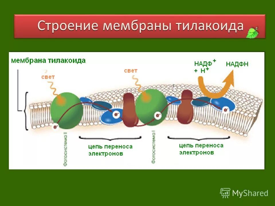 Мембрана тилакоида. Фотосинтез мембрана тилакоида. Мембрана тилакоидов хлоропластов. Фотосинтез на мембранах тилакоидов. Световая фаза фотосинтеза на мембране.