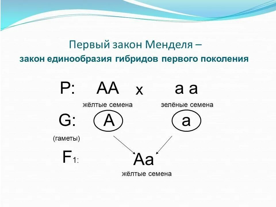 Первый закон г менделя называется законом. Закон единообразия 1 закон менделя. первый закон менделя закон единообразия гибридов первого поколения. первый закон менделя схема. 1 закон – закон единообразия гибридов первого поколения.