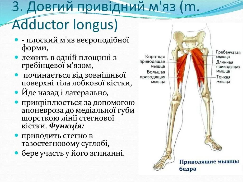 Функции приводящих мышц. Большая приводящая мышца (m. Adductor Magnus). Длинная приводящая мышца бедра функции. Абдукторы и аддукторы. Аддуктор Лонгус.