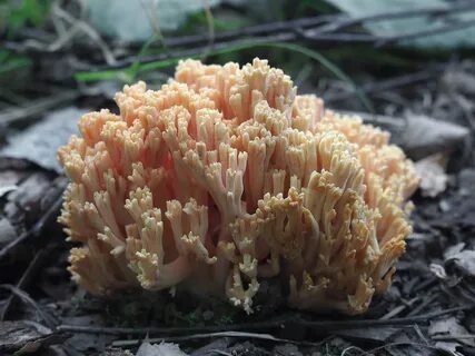 Ромария желтая