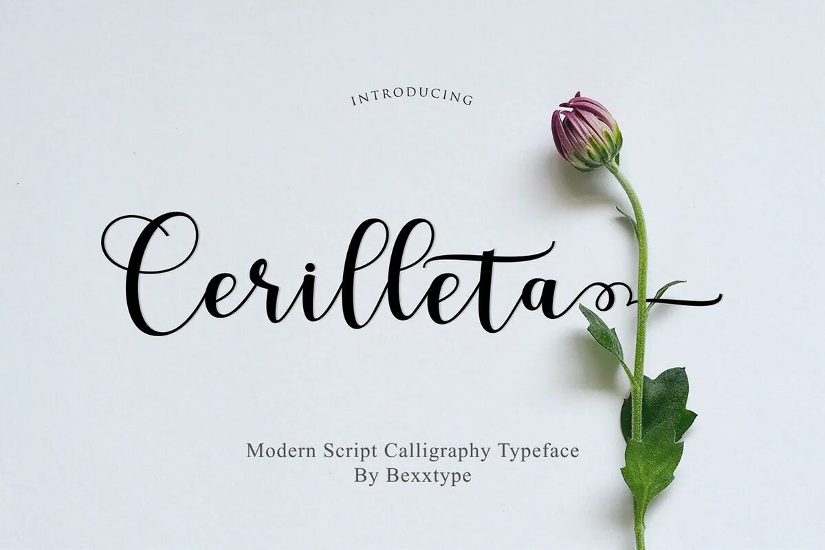 Https script. Милый шрифт. Шрифт Modern Calligraphy typeface. Mila шрифт. Calligraphy script font.