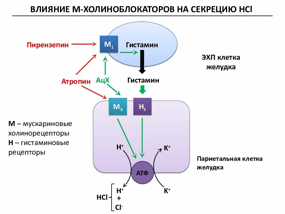 Гистамин действие. Гистамин механизм действия схема. М1 холинорецепторы механизм действия. М холинорецепторы в желудке. М холинорецепторы механизм.