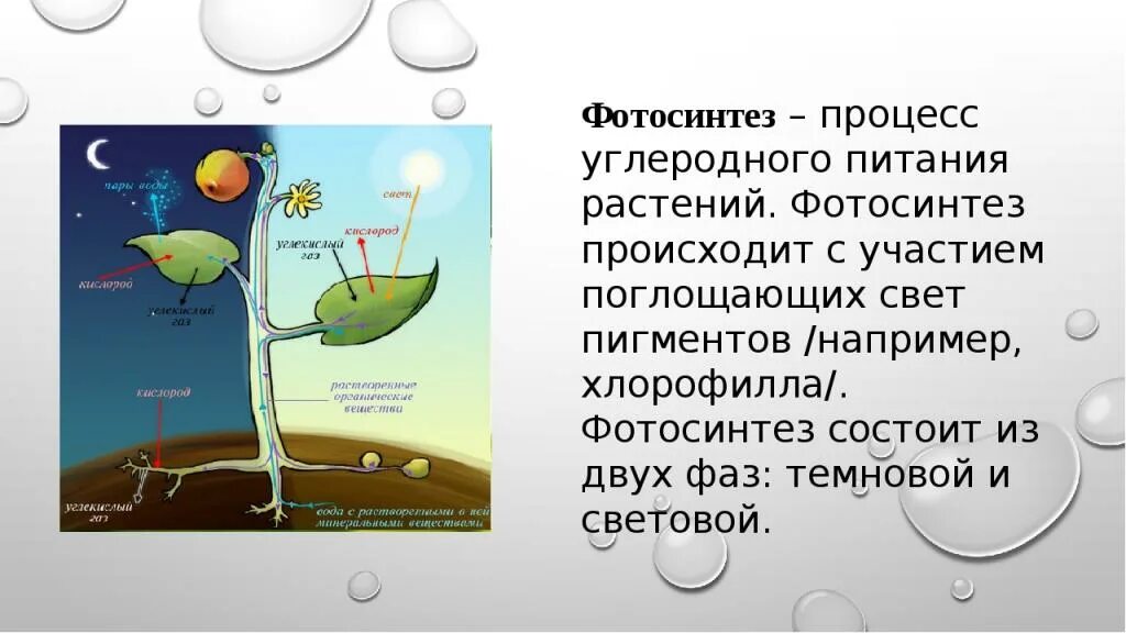 Появление фотосинтеза эра. Фотосинтез. Значение фотосинтеза. Значение фотосинтеза схема. Значение процесса фотосинтеза.