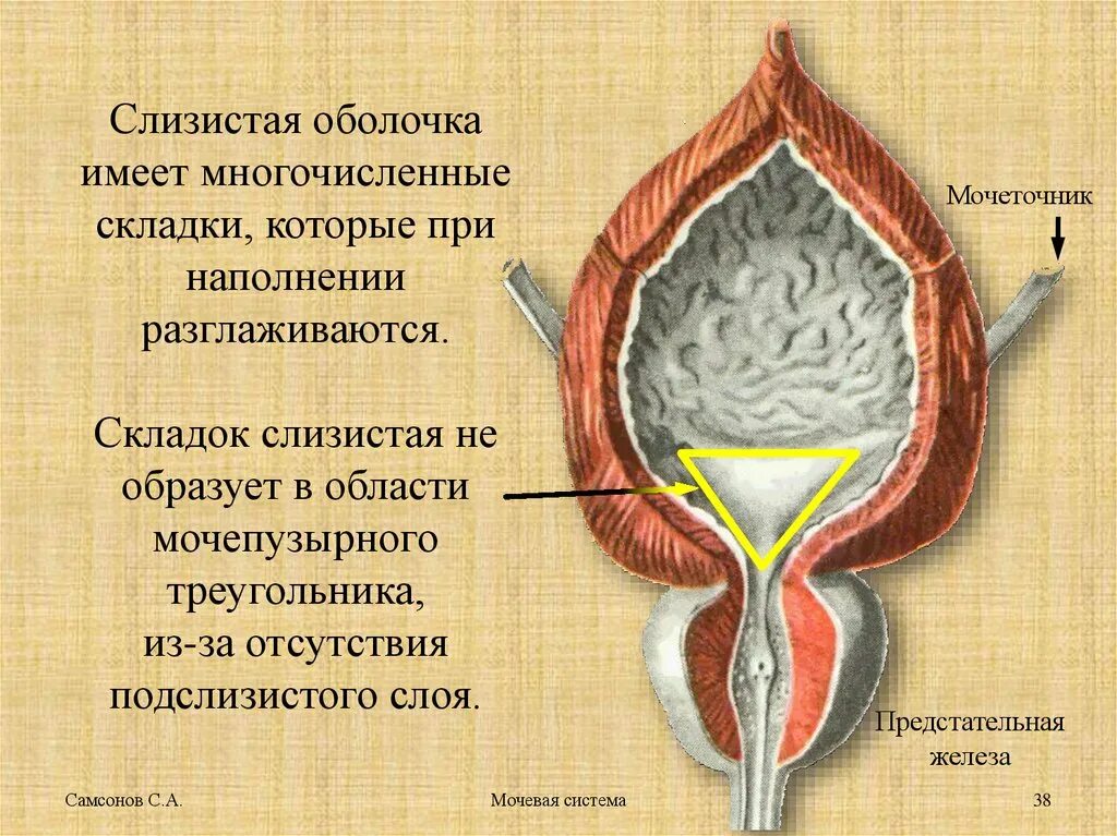 Область мочевого пузыря у мужчин. Треугольник Льето мочевого пузыря. Строение треугольника мочевого пузыря. Строение стенки мочевого пузыря. Мочепузырный треугольник Льето.