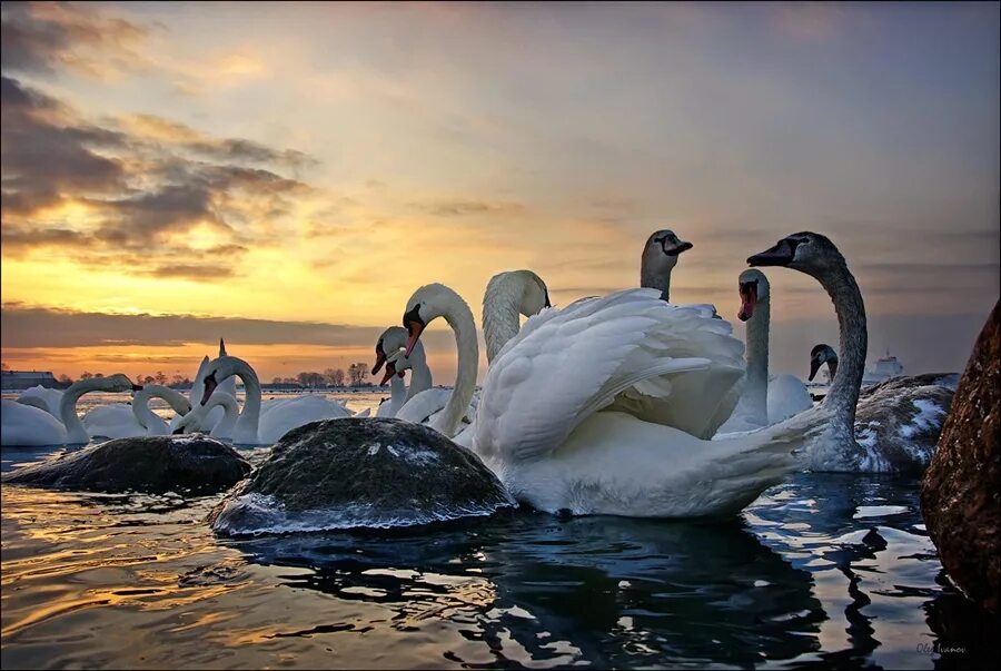 Бальмонт лебедь. Лебеди фото красивые. Балтийск лебеди. Лебеди на Балтийском море. Красоты Балтийска лебеди.