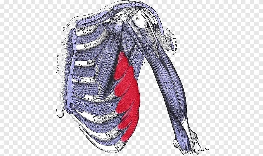 Серратус Антериор. Serratus anterior мышца. Межреберные мышцы анатомия. Наружные межреберные мышцы анатомия.