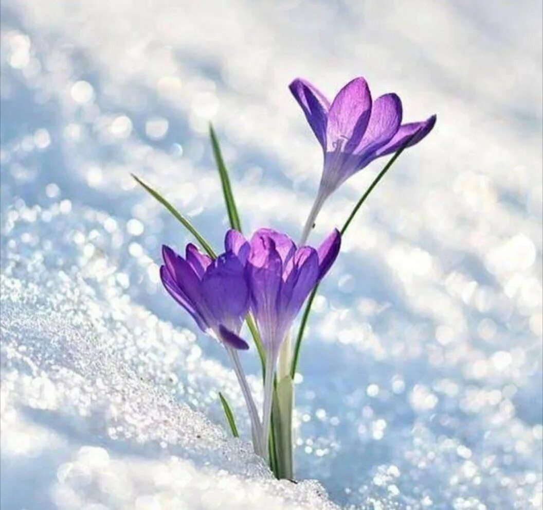 Открытка «весна». Первый весенний день. Открытка «весна». Открытки с первым днем весны. С 1 днем весны.